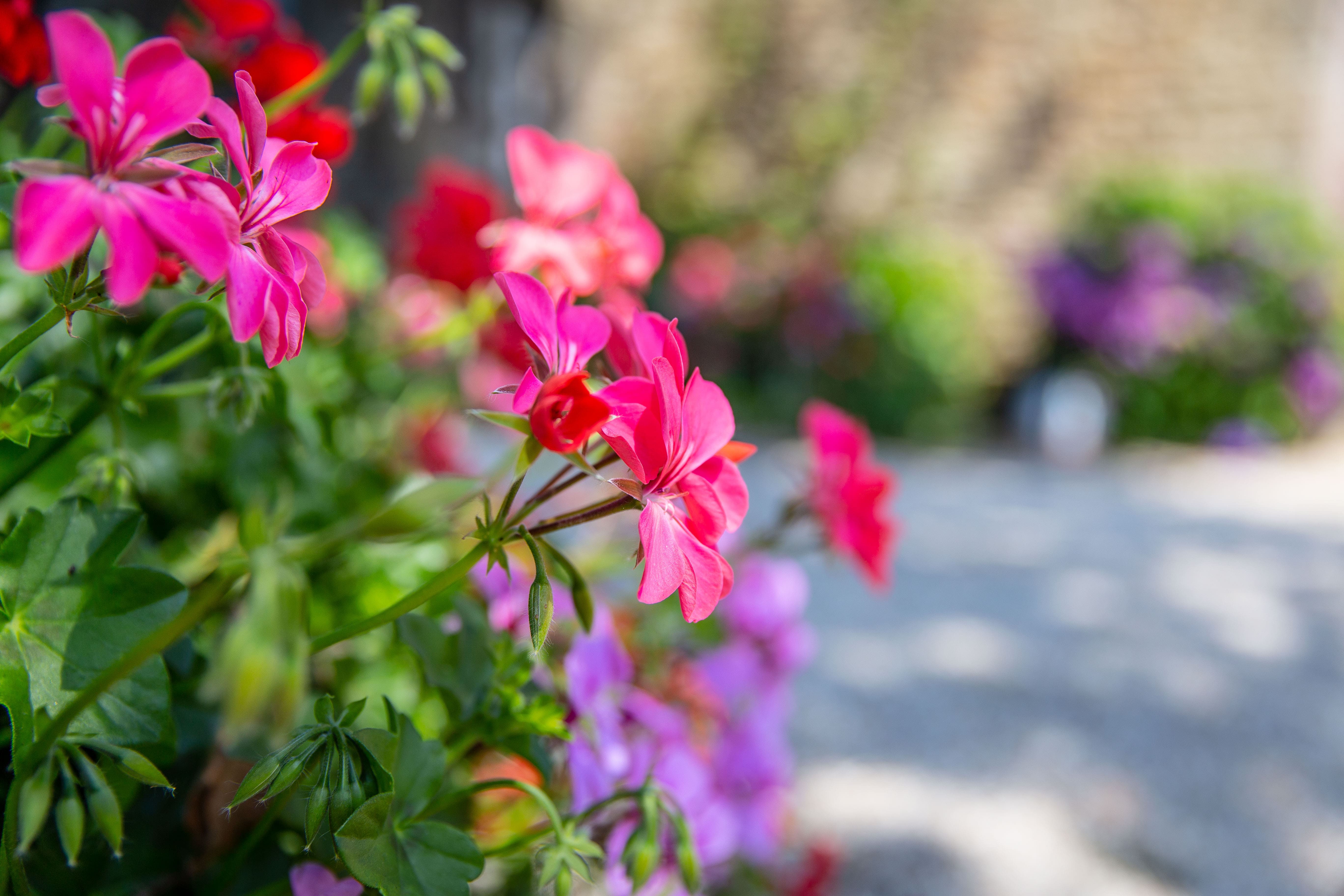 Flowers galore in our beautiful gardens